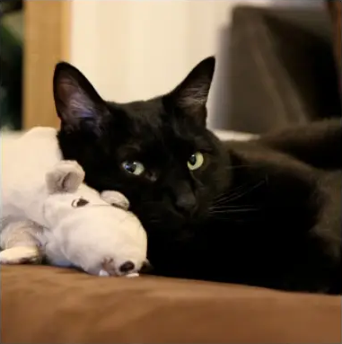 Ashley’s black cat resting beside a stuffed animal